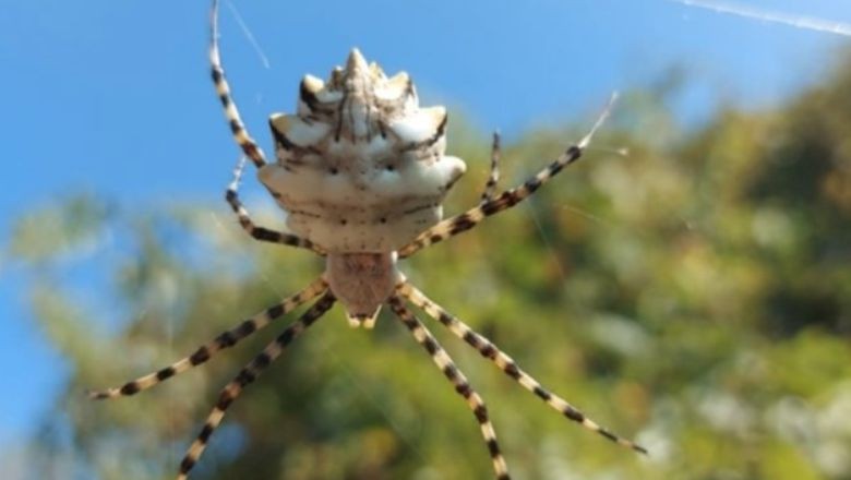 Balıkesir'de Görülmüştü Farklı Yerlerde Ortaya Çıktı!
