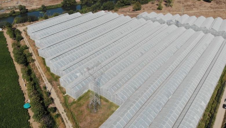 Balıkesir Muzunu Kendi Yetiştiriyor