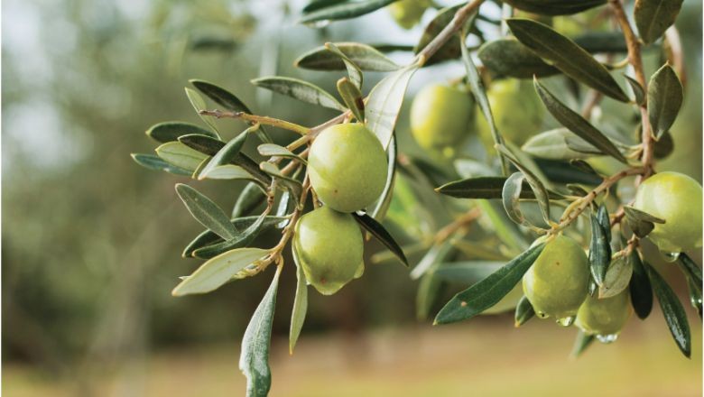 Saksıda Zeytin Ağacına Yoğun İlgi