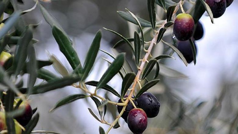 Saksıda Zeytin Ağacına Yoğun İlgi