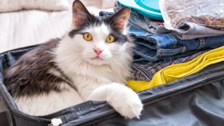 Evcil Hayvanla Seyahat Etmenin Püf Noktaları