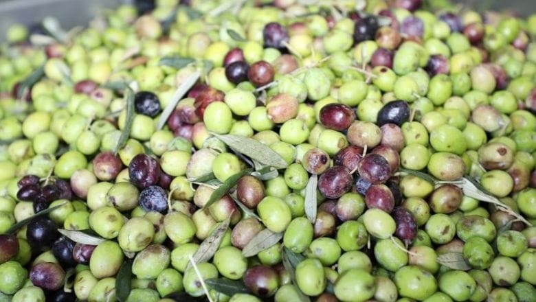 BAÜN ve Edremit Belediyesi Zeytincilikte Yeni Bir Dönemi Başlatıyor