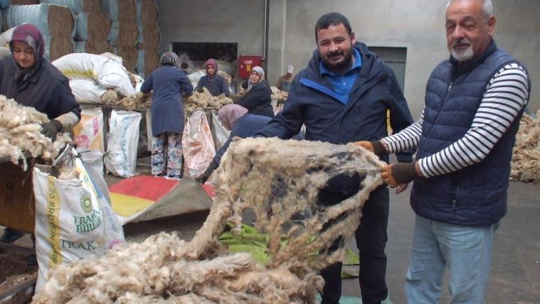 Balıkesir Kuzusunun Yünü Ülkeye Döviz Getirecek