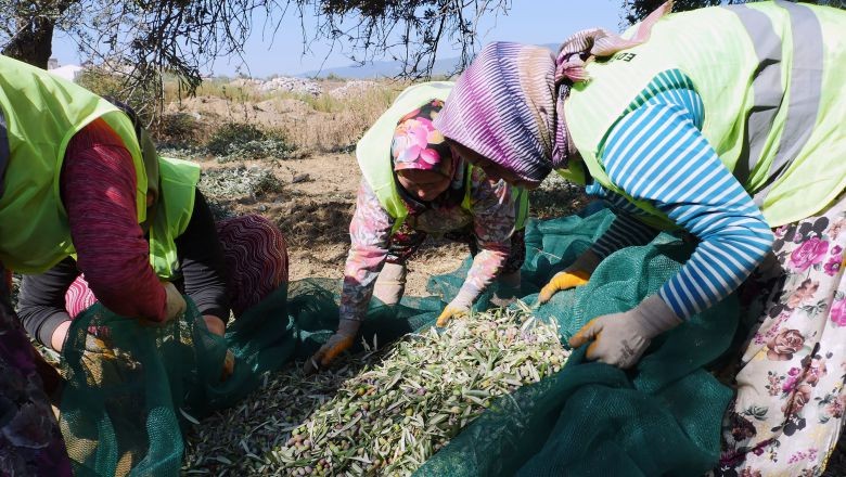 Balıkesir'de Yeni Hedef: 30 Ton Yağ Üretimi