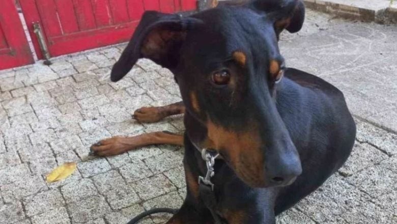 Kayıp Korhan Berzeg'e Ne Oldu?