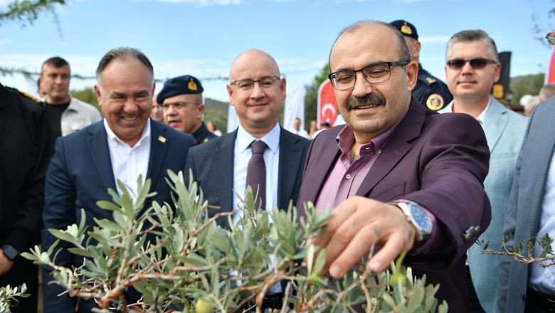 Vali Ustaoğlu Zeytin Dalından Bereketi Topladı