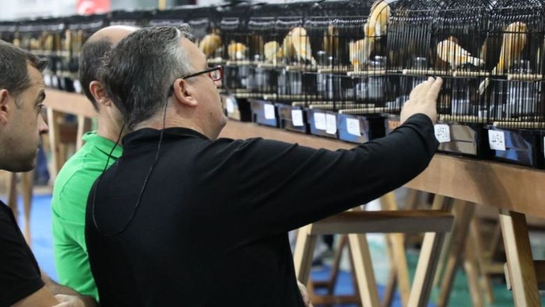 Dünyanın İlgisini Çeken Kanarya Güzellik Yarışması