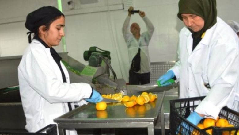 Ayvalıklı İki Girişimci Kadından Portakallı Zeytinyağı