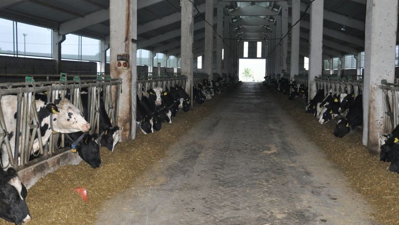 Balıkesir'de Süt Üreticilerine 1 Milyon TL Destek!