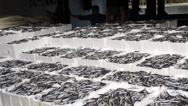 Bandırma'da Hamsi Rüzgarı Esiyor