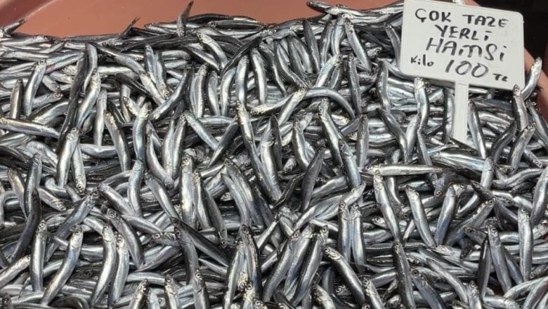 Marmara'da Hamsi Krizi! Balık Fiyatları Hızla Yükseliyor