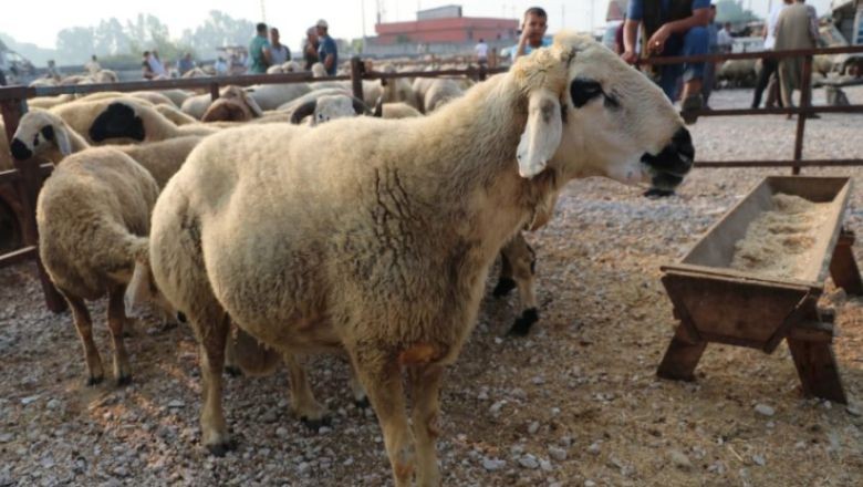 “Tanımsız Hayvan” Sahibi Olanlara Para Cezası