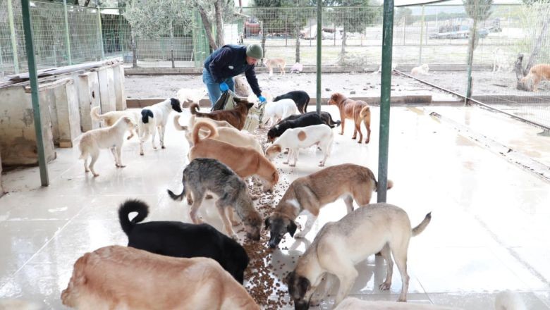 Burhaniye Belediyesi'nden 159 Sokak Hayvanına Yeni Yuva