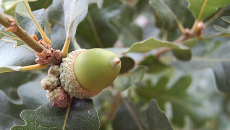 Balıkesir'in Flora Rehberi