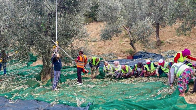 Zeytinin Başkenti Burhaniye’de Hasat Zamanı