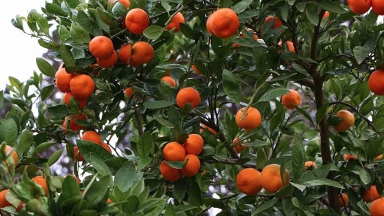 Balıkesir'in Kasım Ayı Hasadı