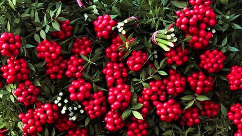 Kokina Çiçeği ve Yılbaşı Hazırlıkları