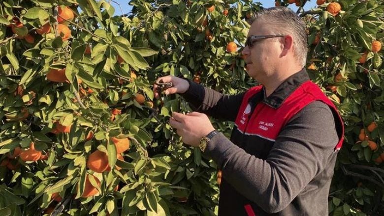 Havran’a Gelen Coğrafi İşaretli Mandalina Topluyor