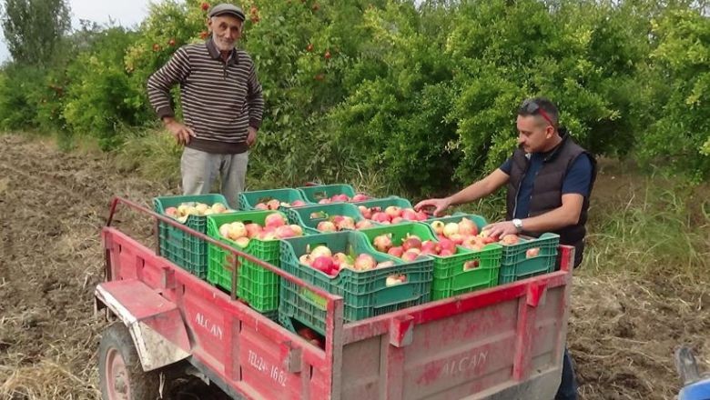 Havran'ın Narlarında Hasat Dönemi Başladı!