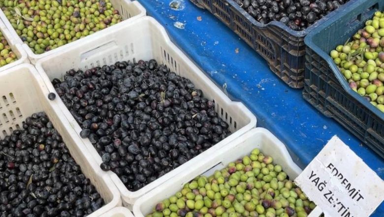 Güney Marmara Zeytin Hasadına Kuraklık Vurdu