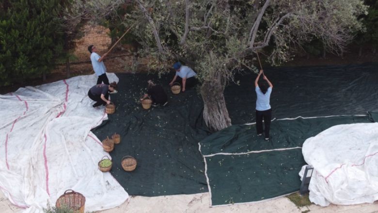 800 yıllık Zeytin Ağacının Hasadı Yapıldı