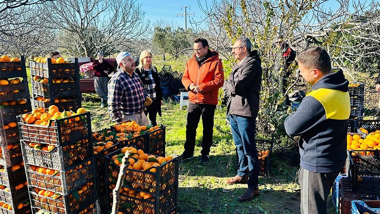 Meşhur Tescilli Havran Mandalinasında Hasat Devam Ediyor