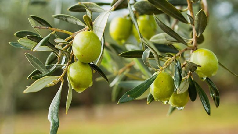Kur’an’da Neden Zeytin Üzerine Yemin Ediliyor?
