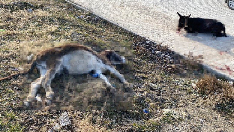 Tır Başıboş Eşşeklere Çarptı