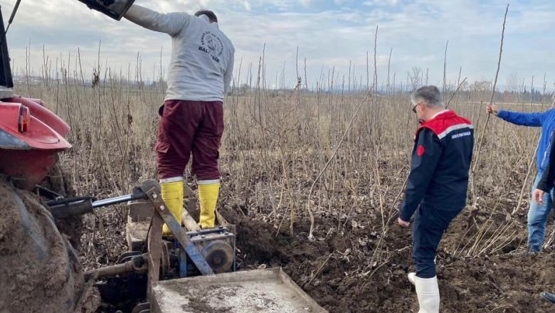 Balıkesir'de Tarımsal Kalkınma: 8 Milyon Meyve Fidanı Üretiliyor