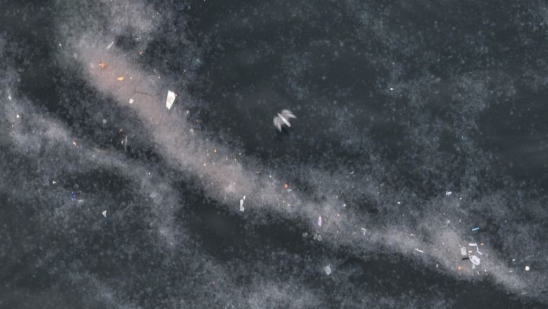 Kirlilik Yüzünden Haliç’te Denizanası İstilası