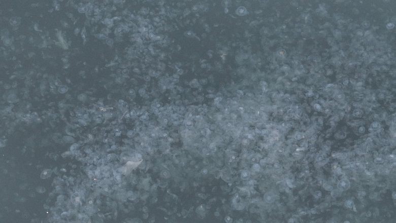 Kirlilik Yüzünden Haliç’te Denizanası İstilası