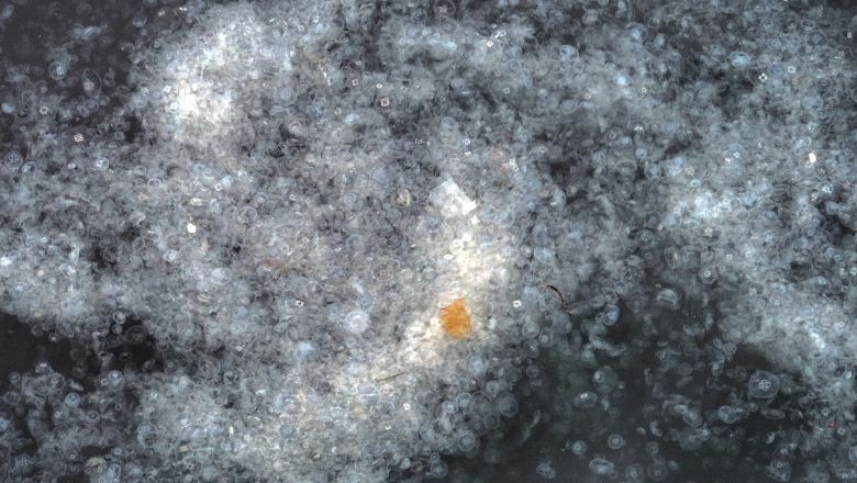 Kirlilik Yüzünden Haliç’te Denizanası İstilası