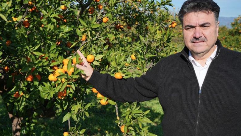 Havran Mandalinası Hasat Sezonuna İddialı Başladı