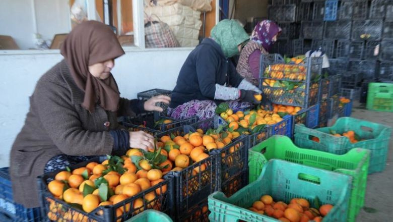 Havran Mandalinası Hasat Sezonuna İddialı Başladı