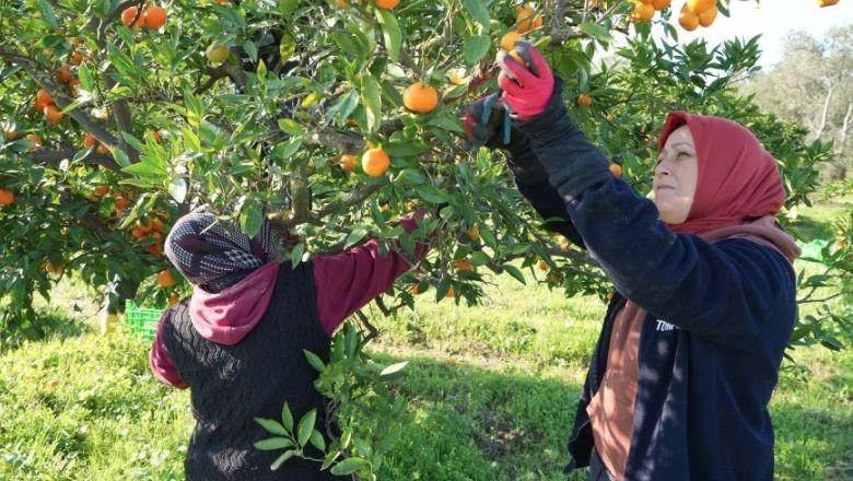 Havran Mandalinası Hasat Sezonuna İddialı Başladı