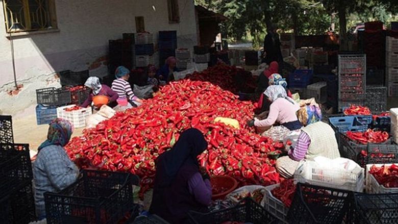 Balıkesir Lezzetinin Lokal Adı Kapya Biberi