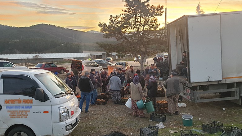 Uludağ Eteklerinde 'Kanlıca Mantarı' Bolluğu