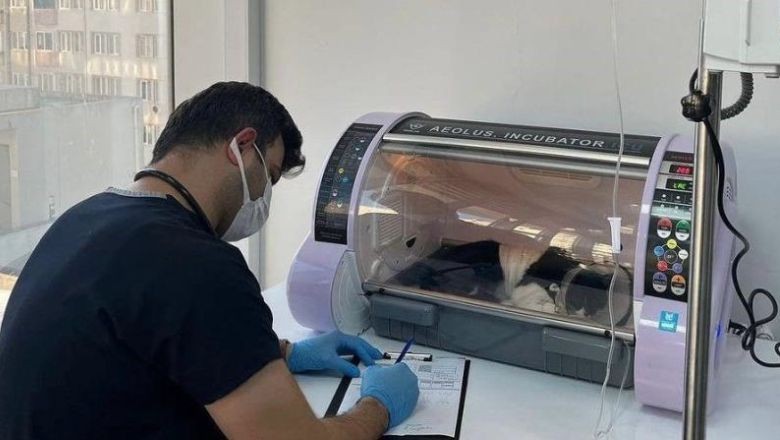 Midesine Olta İğneleri Saplanan Kedi Hayata Tutundu