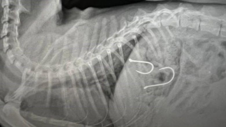 Midesine Olta İğneleri Saplanan Kedi Hayata Tutundu