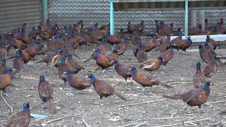 370 bin sülün doğaya salındı