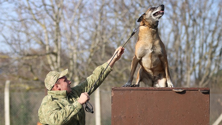 TSK'nın Üstün Yetenekli Köpekleri Mehmetçiğe Destek Oluyor