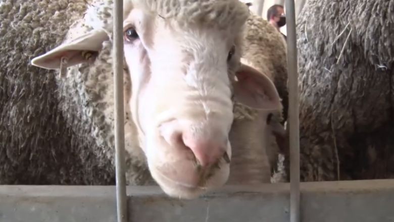 Balıkesir Koyun Yetiştiricilerine Yeni Bir Destek Daha Sunuyor