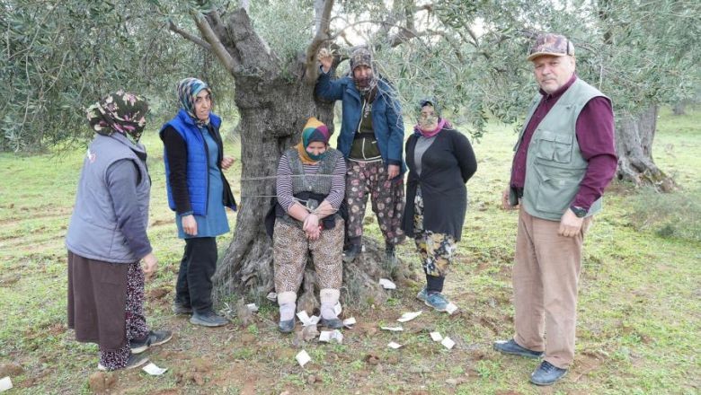 Edremit'te Zeytin Hasadı Meci Şenliği ile Taçlandı