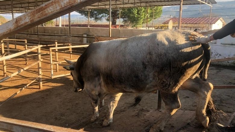 Büyükşehir, Havran’a boz ırk üretim tesisi kuracak