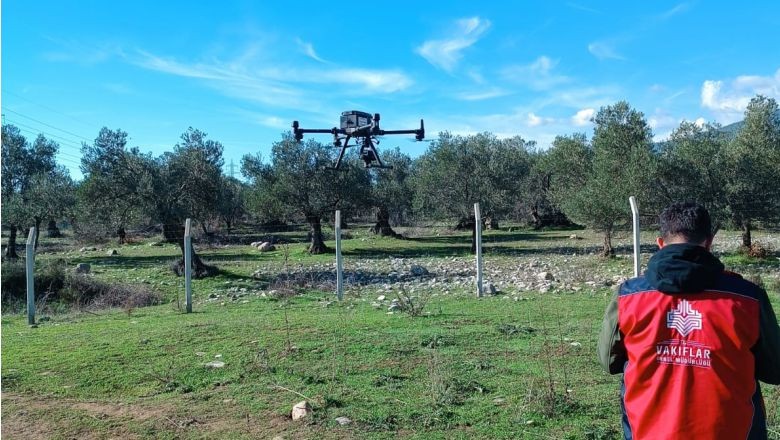 Balıkesir'de 180 Bin Zeytin Ağacı Koruma Altında