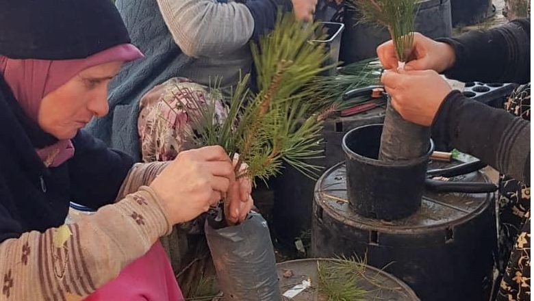 Balıkesir'de Kaliteli Orman Ağaçları Geleceğe Taşınıyor!