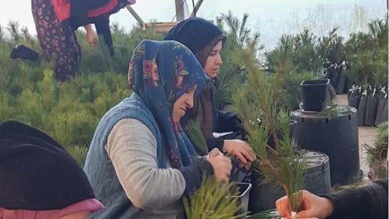 Balıkesir'de Kaliteli Orman Ağaçları Geleceğe Taşınıyor!