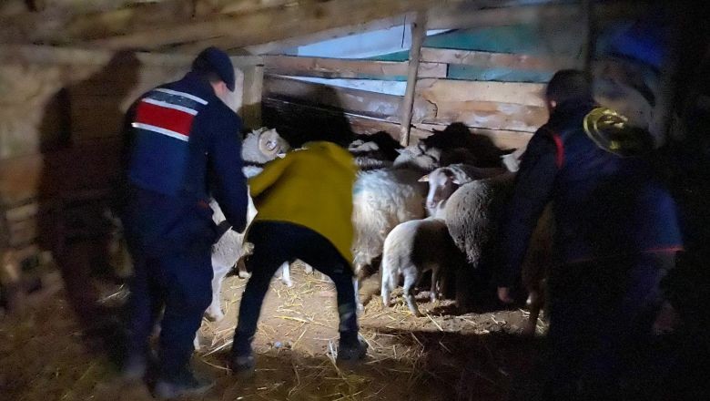 Çaldığı Koyunları Başkasına Sattı