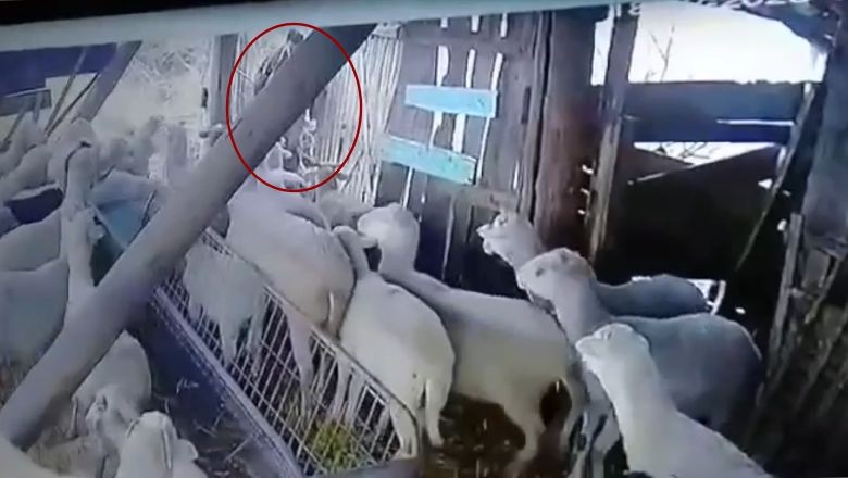 Dursunbey'de Koyunlara Saldırı Görüntüleri Şok Etti
