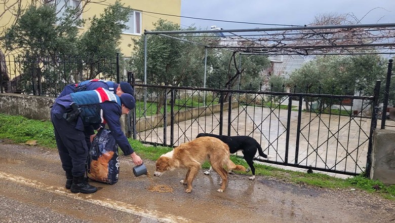 Jandarma sokak hayvanlarını unutmadı